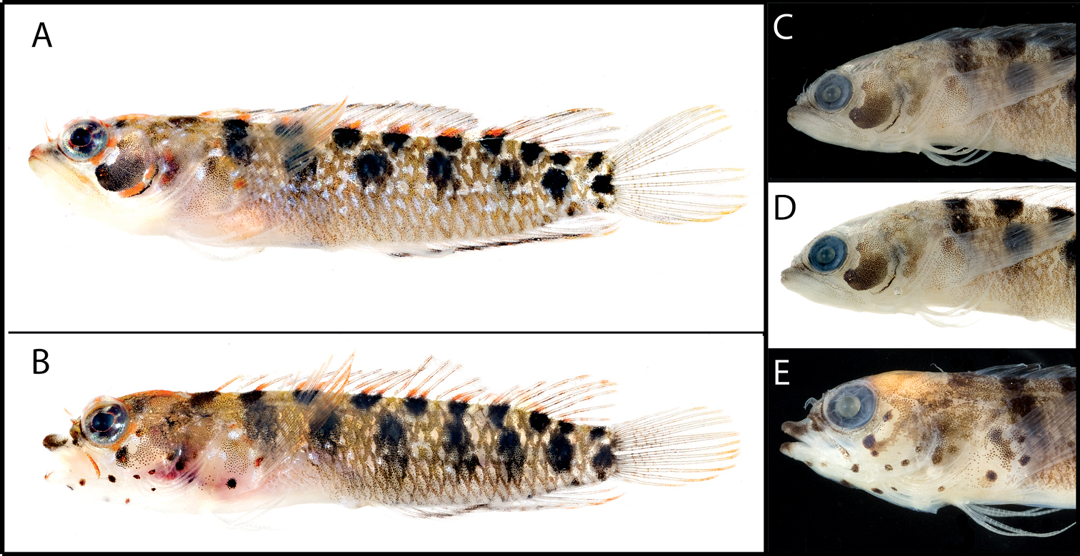 Starksia langi (Starksia langi) |commons:File:Starksia langi.jpg