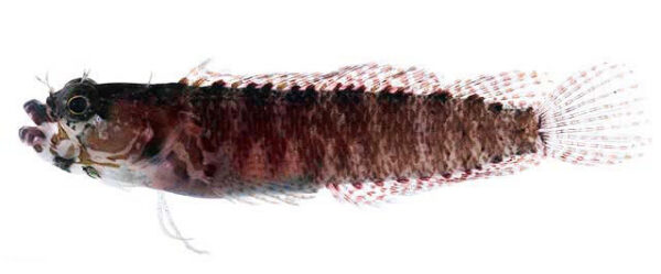 Starksia leucovitta (Starksia leucovitta) |commons:File:Starksia leucovitta.jpg