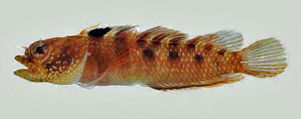Starksia melasma (Starksia melasma) |commons:File:Starksia melasma.jpg