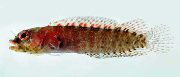 Starksia rava (Starksia rava) |commons:File:Starksia rava.jpg