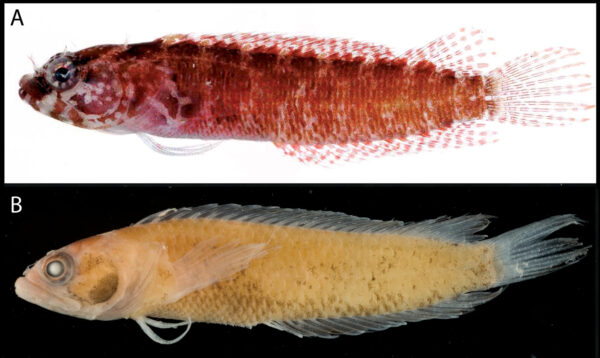 Starksia robertsoni (Starksia robertsoni) |commons:File:Starksia robertsoni.jpg