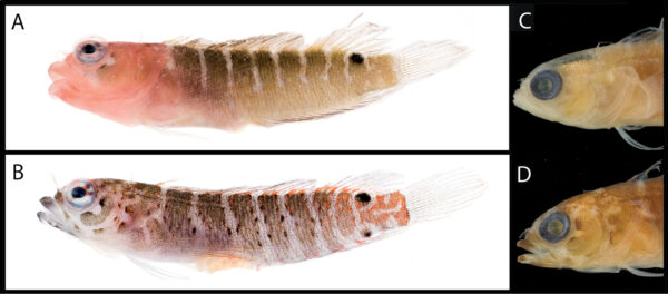 Starksia sangreyae (Starksia sangreyae) |commons:File:Starksia sangreyae.jpg
