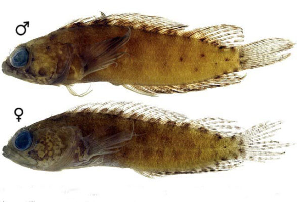 Starksia sella (Starksia sella) |commons:File:Starksia sella.jpg