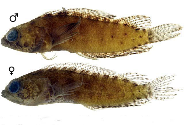 Starksia sella (Starksia sella) |commons:File:Starksia sella.jpg