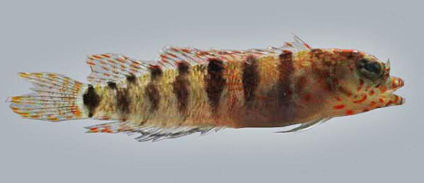 Starksia smithvanizi (Starksia smithvanizi) |commons:File:Starksia smithvanizi female.jpg