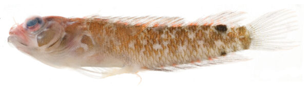 Starksia springeri (Starksia springeri) |commons:File:Starksia springeri.jpg