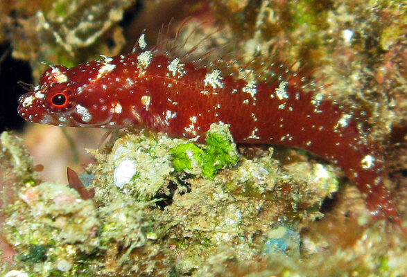 Starksia weigti (Starksia weigti) |commons:File:Starksia weigti.jpg