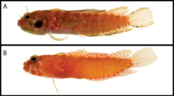 Starksia williamsi (Starksia williamsi) |commons:File:Starksia williamsi.jpg