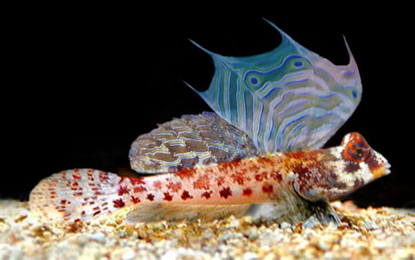 starry dragonet (Synchiropus stellatus) |commons:File:Synchiropus Stellatus.jpg