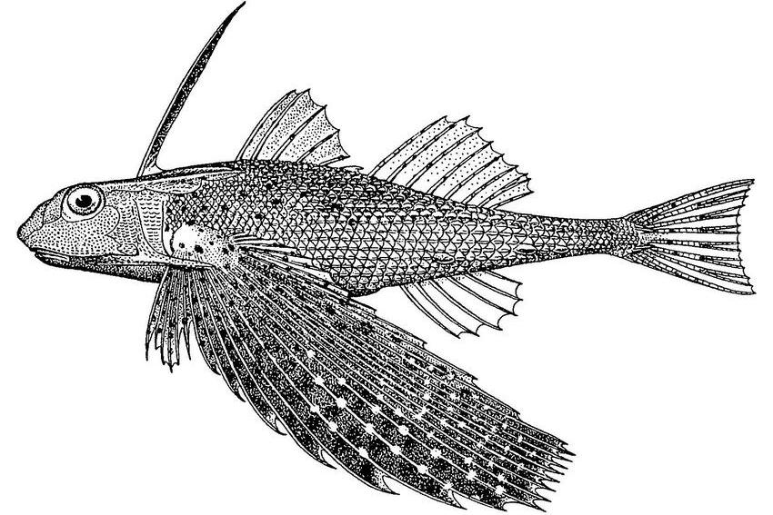 Starry Flying Gurnard (Dactyloptena peterseni) |commons:File:Dactyloptena peterseni.jpg