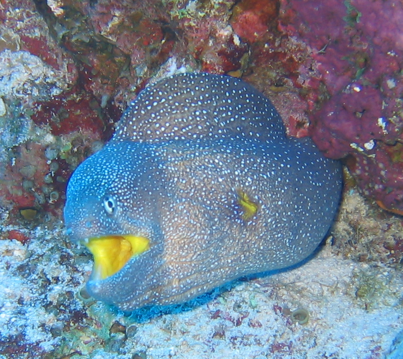 Starry Moray (Gymnothorax nudivomer) |commons:File:Gymnothorax nudivomer.jpg