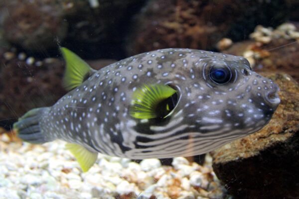 Stars and Stripes Arothron hispidus