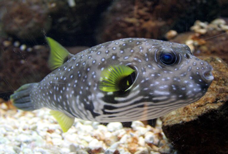 Stars and Stripes Arothron hispidus