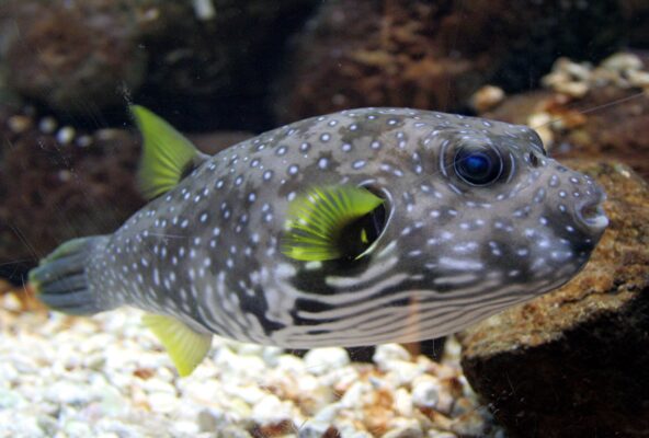 Stars and Stripes Puffer (Arothron hispidus) |commons:File:Arothron hispidus.jpg