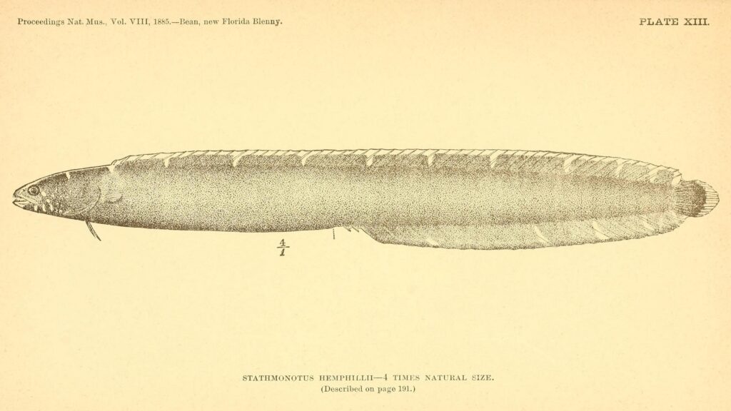 Stathmonotus hemphillii (Stathmonotus hemphillii) |commons:File:Stathmonotus hemphillii.jpg