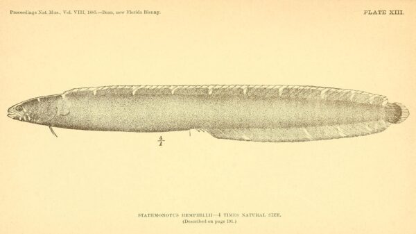 Stathmonotus hemphillii (Stathmonotus hemphillii) |commons:File:Stathmonotus hemphillii.jpg