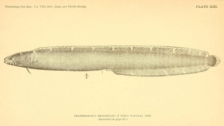 Stathmonotus hemphillii (Stathmonotus hemphillii) |commons:File:Stathmonotus hemphillii.jpg