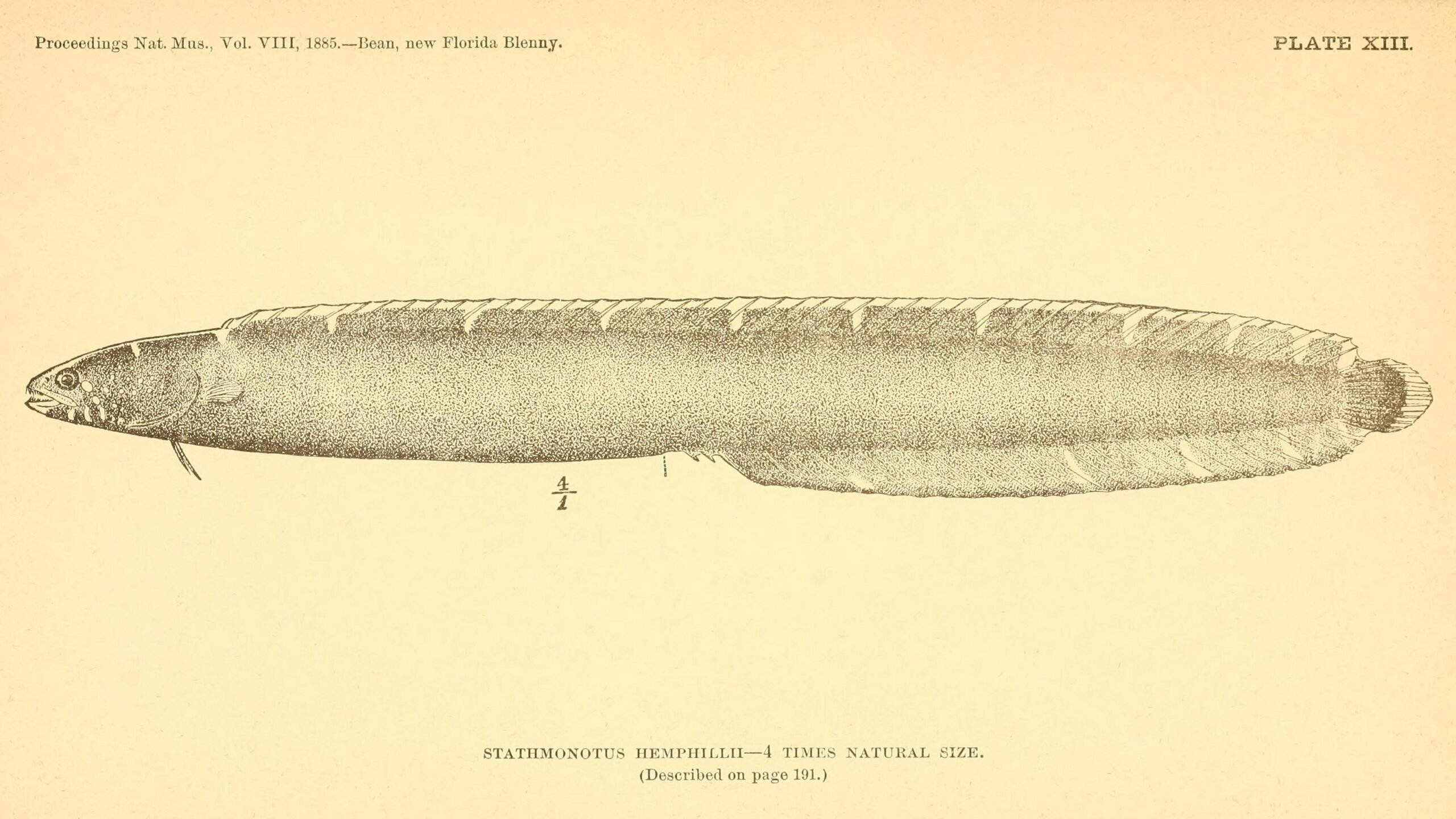 Stathmonotus hemphillii (Stathmonotus hemphillii) |commons:File:Stathmonotus hemphillii.jpg