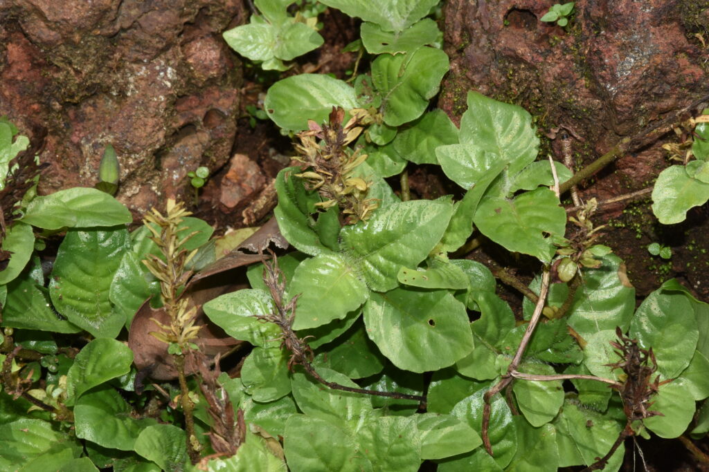 Staurogyne Zeylanica (Staurogyne zeylanica) |commons:File:Staurogyne zeylanica.jpg