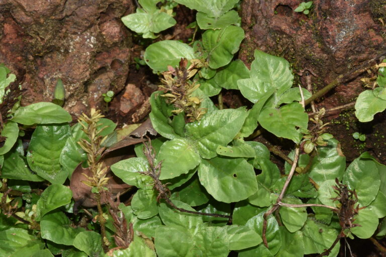 Staurogyne Zeylanica (Staurogyne zeylanica) |commons:File:Staurogyne zeylanica.jpg