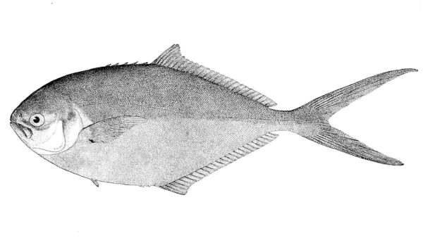Steel Pompano (Trachinotus stilbe) |commons:File:Trachinotus stilbe.jpg