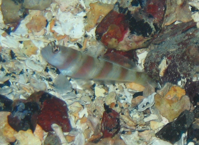 Steinitz' Goby (Amblyeleotris steinitzi) |commons:File:Amblyeleotris steinitzi.jpg