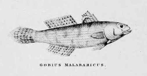 Stenogobius gymnopomus (Stenogobius gymnopomus) |commons:File:Stenogobius gymnopomus.jpg