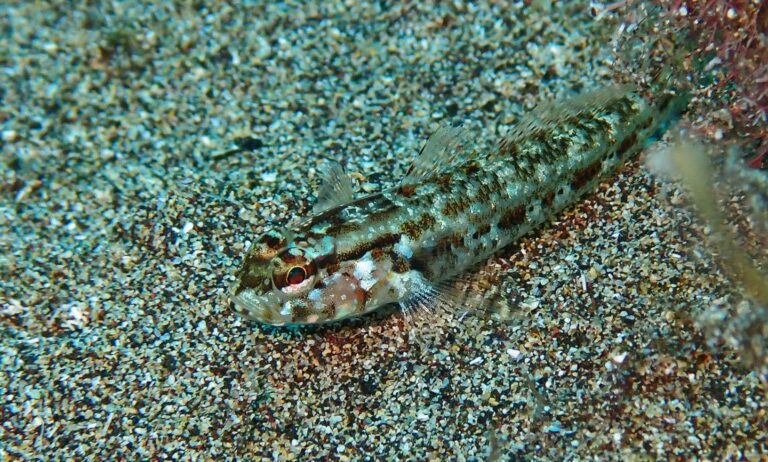 Steven's Goby (Gobius gasteveni) |commons:File:Gobius gasteveni 455559053.jpg