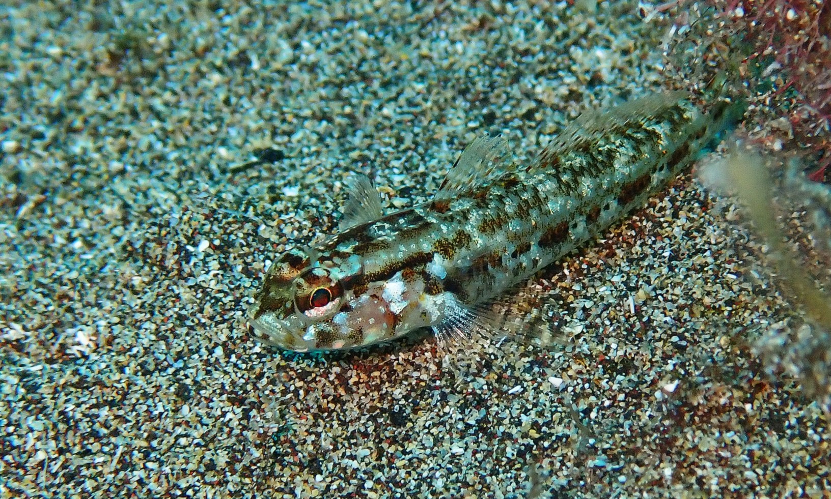 Steven's Goby (Gobius gasteveni) |commons:File:Gobius gasteveni 455559053.jpg