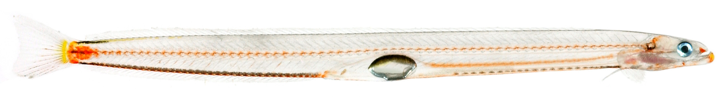 Stippled Wormfish (Microdesmus carri) |commons:File:Microdesmus carri, Larval (Wormfish).jpg