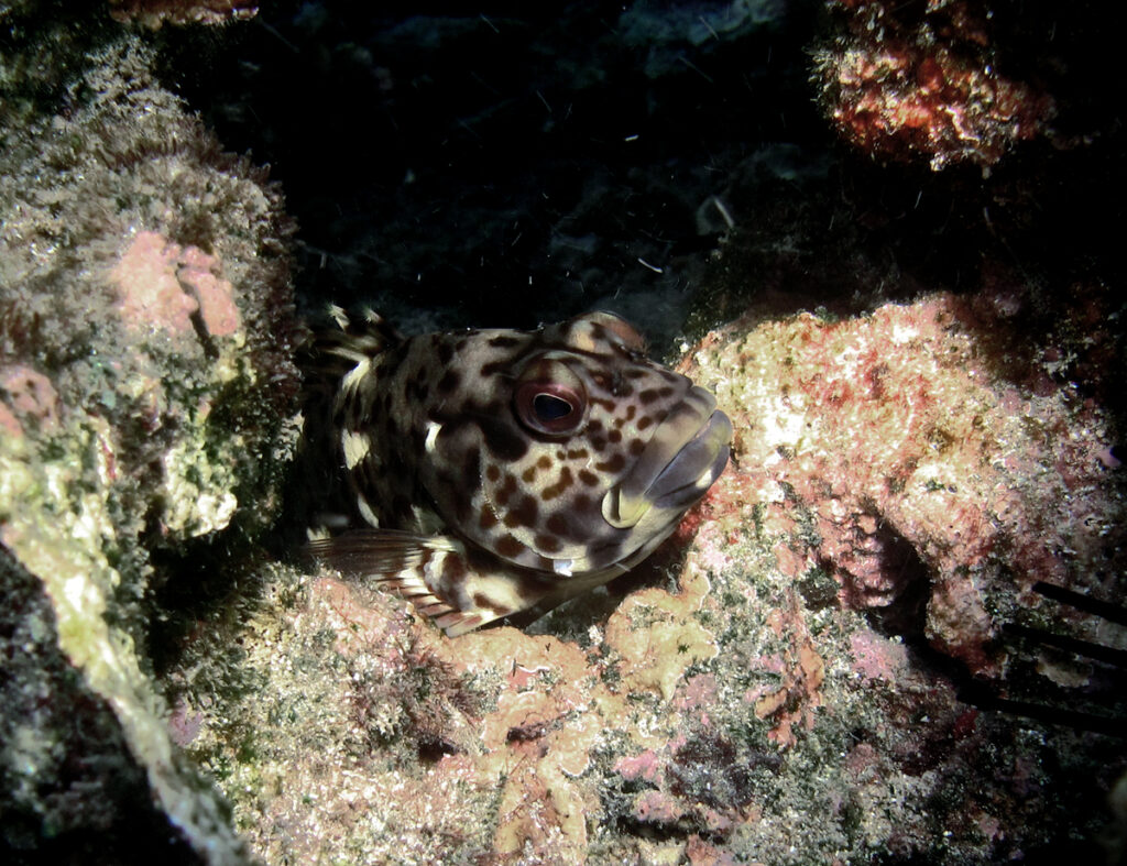 Stocky Hawkfish (Cirrhitus pinnulatus) |commons:File:Cirrhitus pinnulatus.jpg
