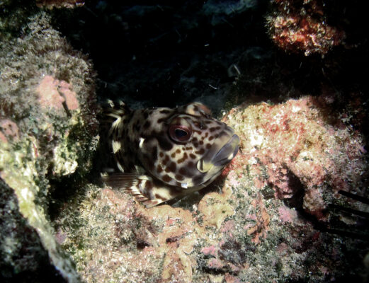 Stocky Hawkfish (Cirrhitus pinnulatus) |commons:File:Cirrhitus pinnulatus.jpg