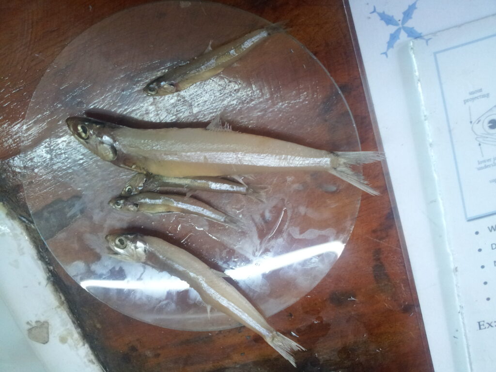 Stolephorus commersonnii (Stolephorus commersonnii) |commons:File:Stolephorus indicus (larger specimens) with commerson's anchovy (smaller specimens) in a lab.jpg