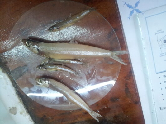 Stolephorus commersonnii (Stolephorus commersonnii) |commons:File:Stolephorus indicus (larger specimens) with commerson's anchovy (smaller specimens) in a lab.jpg