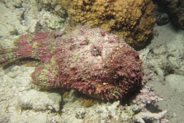 Stonefish Synanceia verrucosa