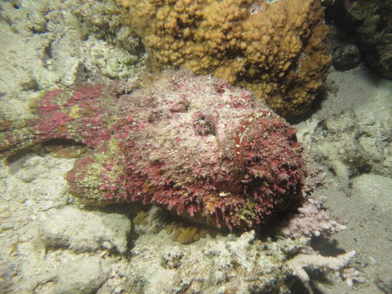 Stonefish Synanceia verrucosa