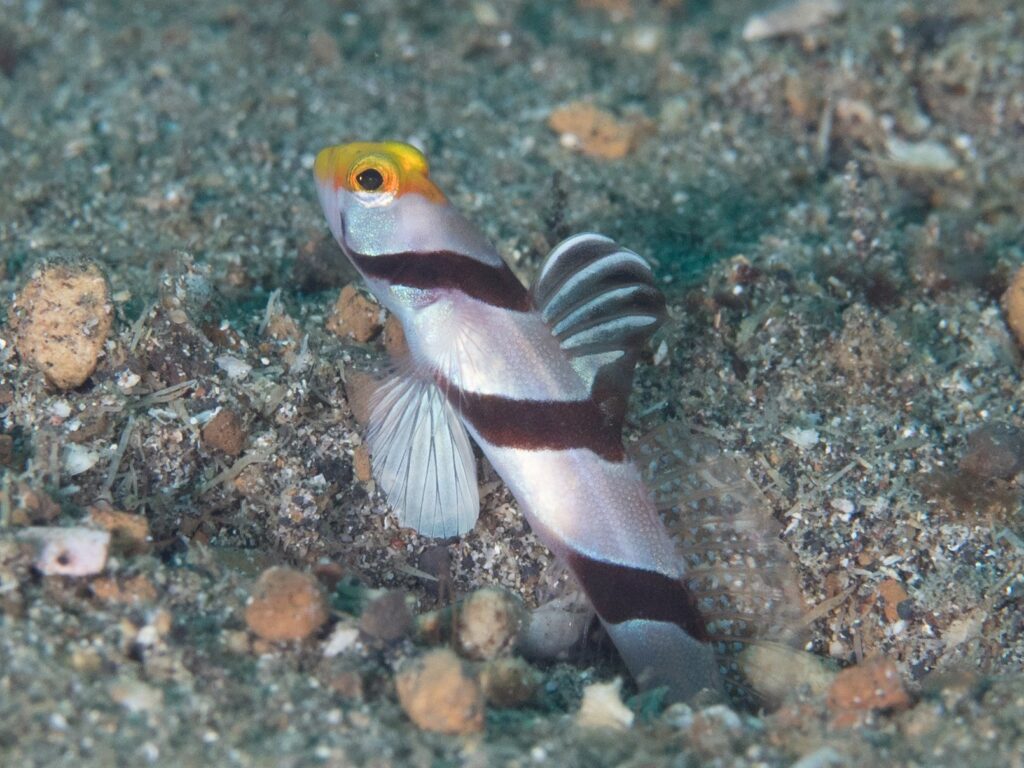 Stonogobiops xanthorhinicus (Stonogobiops xanthorhinicus) |commons:File:Yellownose shrimpgoby (Stonogobiops xanthorhinica) (40657248491).jpg
