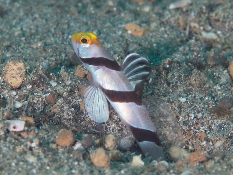 Stonogobiops xanthorhinicus (Stonogobiops xanthorhinicus) |commons:File:Yellownose shrimpgoby (Stonogobiops xanthorhinica) (40657248491).jpg