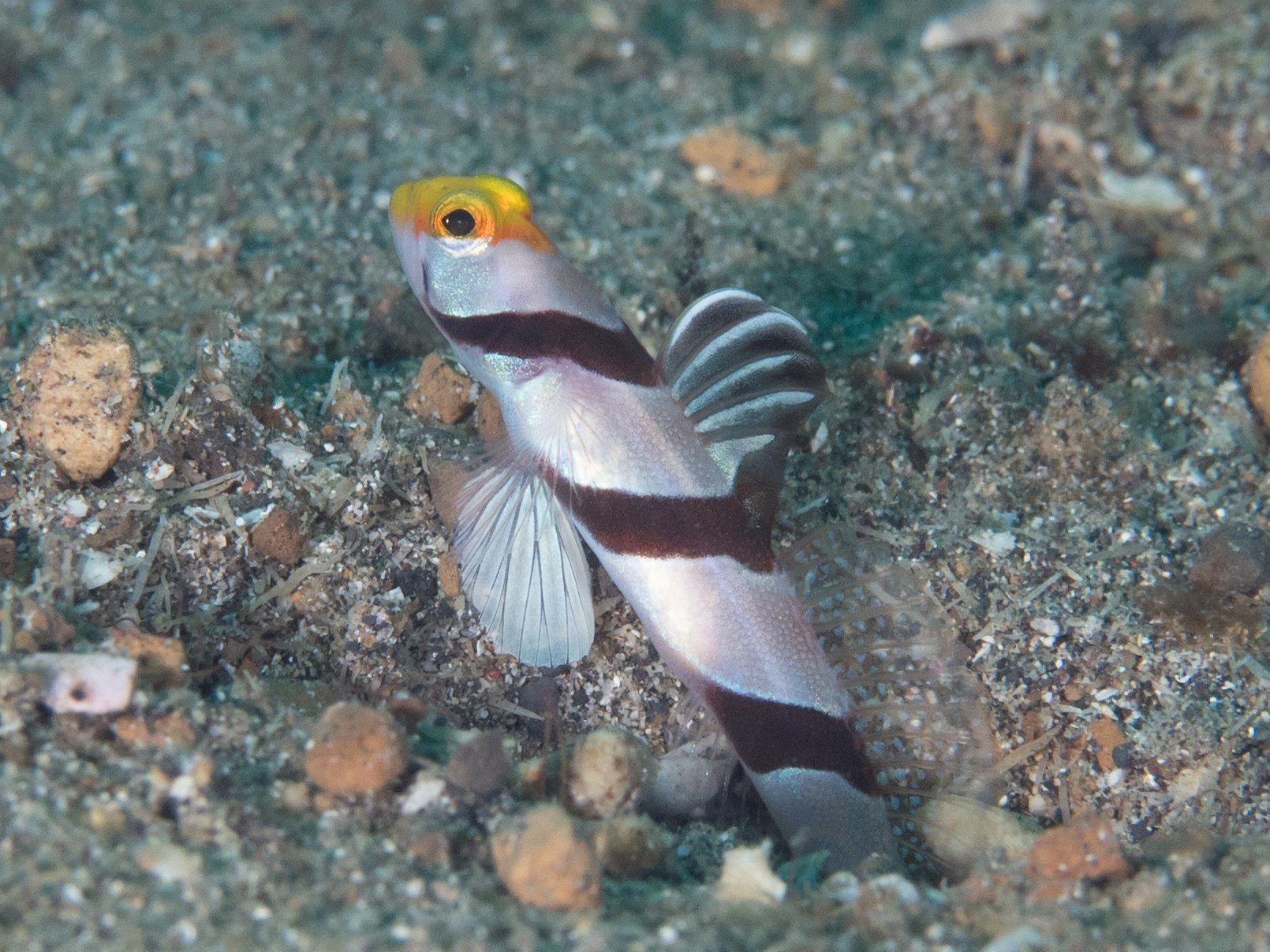 Stonogobiops xanthorhinicus (Stonogobiops xanthorhinicus) |commons:File:Yellownose shrimpgoby (Stonogobiops xanthorhinica) (40657248491).jpg