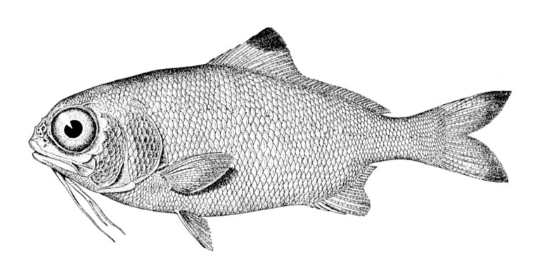 Stout Beardfish (Polymixia nobilis) |commons:File:Polymixia nobilis.jpg