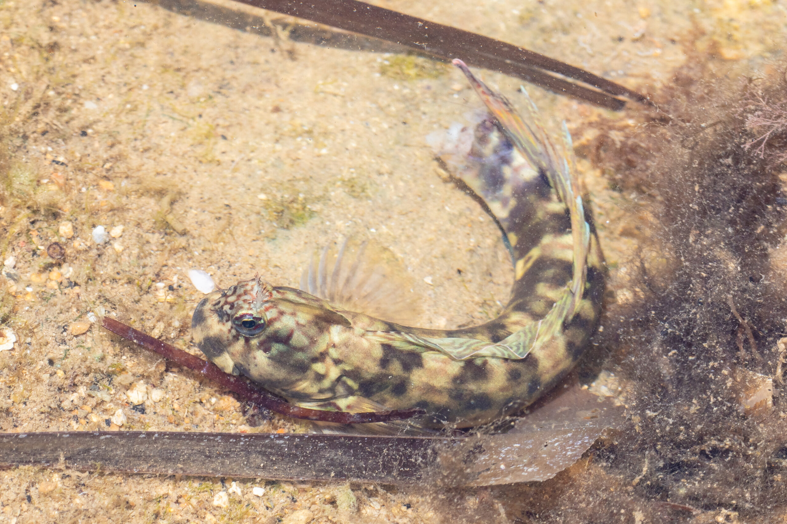 Streaky Rockskipper (Istiblennius dussumieri) |commons:File:Blénido (Istiblennius dussumieri), Nosy Komba, Madagascar, 2025-09-12, DD 55.jpg