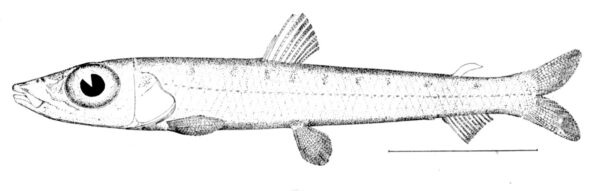 Striated Argentine (Argentina striata) |commons:File:Argentina striata.jpg