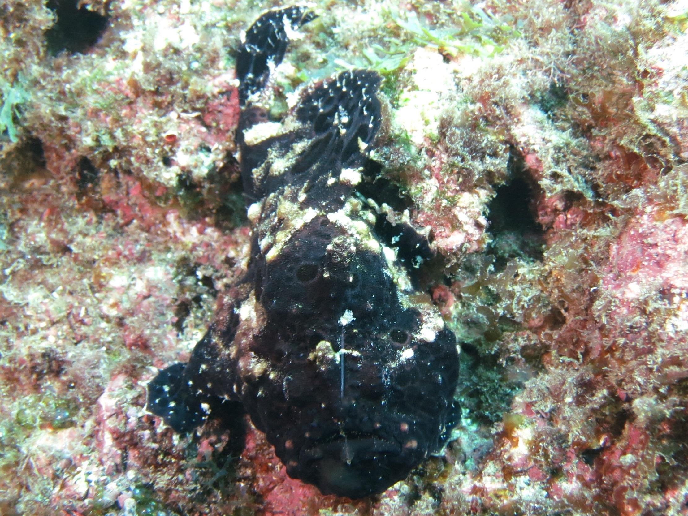 Striated Frogfish (Antennarius striatus) |commons:File:Antennaire noir (Antennarius striatus) (Ifremer 00618-73016 - 28888).jpg
