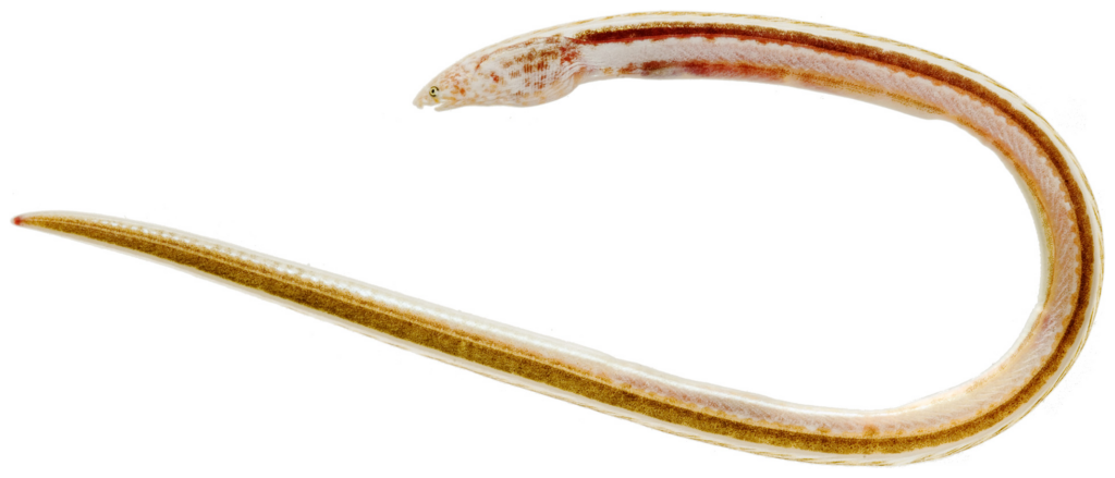 Stripe Eel (Aprognathodon platyventris) |commons:File:Aprognathodon platyventris - pone.0010676.g015.png