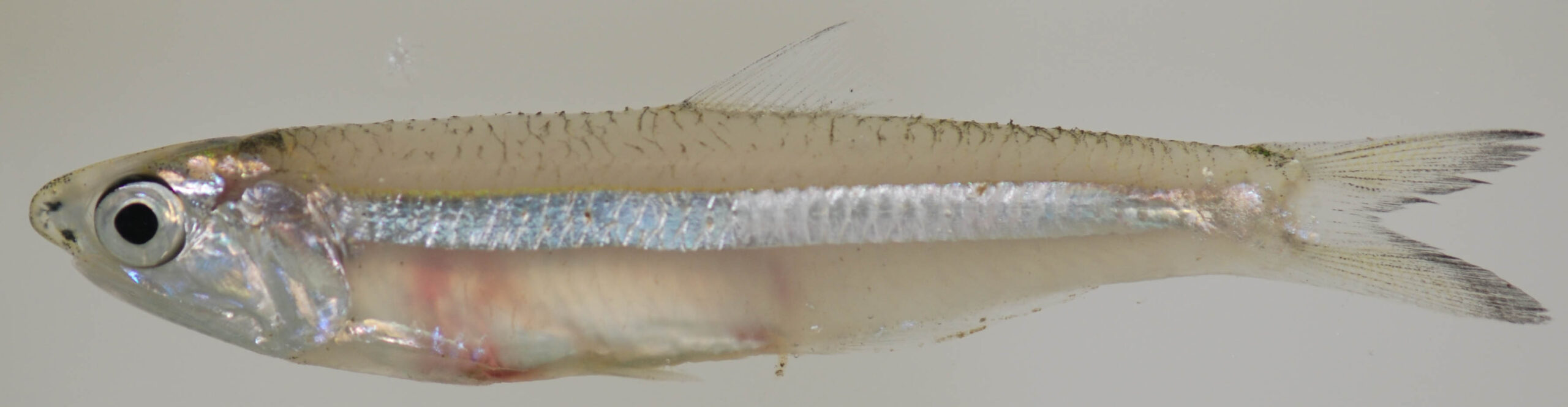 Striped Anchovy (Anchoa hepsetus) |commons:File:Anchoa hepsetus (S0506) (12661628803).jpg