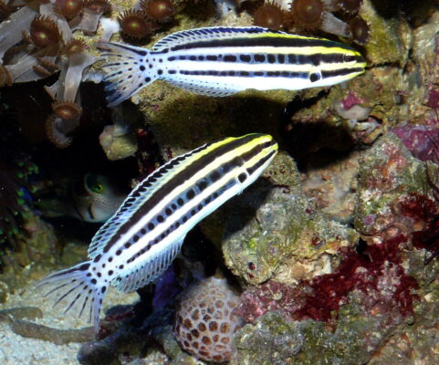 Striped Blenny (Meiacanthus grammistes) |commons:File:Meiacanthus grammistes.JPG