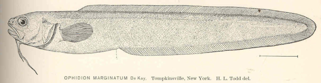 Striped Cusk-eel (Ophidion marginatum) |commons:File:FMIB 40135 Ophidion marginatum De Kay Tomkpinsville, New York.jpeg