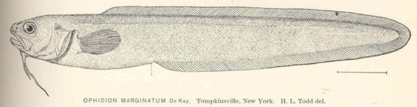 Striped Cusk-eel (Ophidion marginatum) |commons:File:FMIB 40135 Ophidion marginatum De Kay Tomkpinsville, New York.jpeg