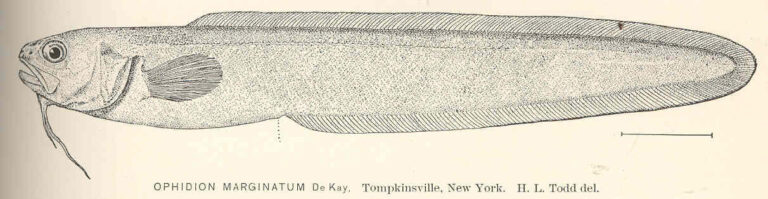 Striped Cusk-eel (Ophidion marginatum) |commons:File:FMIB 40135 Ophidion marginatum De Kay Tomkpinsville, New York.jpeg
