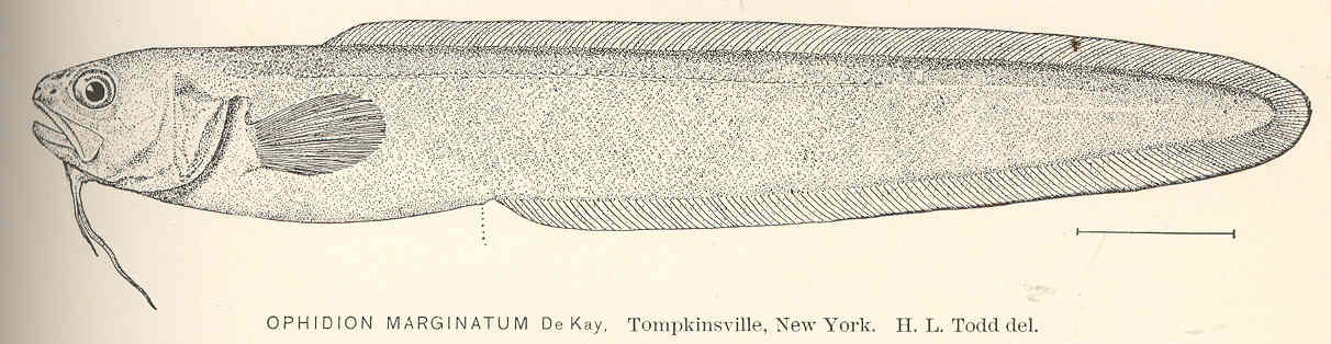 Striped Cusk-eel (Ophidion marginatum) |commons:File:FMIB 40135 Ophidion marginatum De Kay Tomkpinsville, New York.jpeg